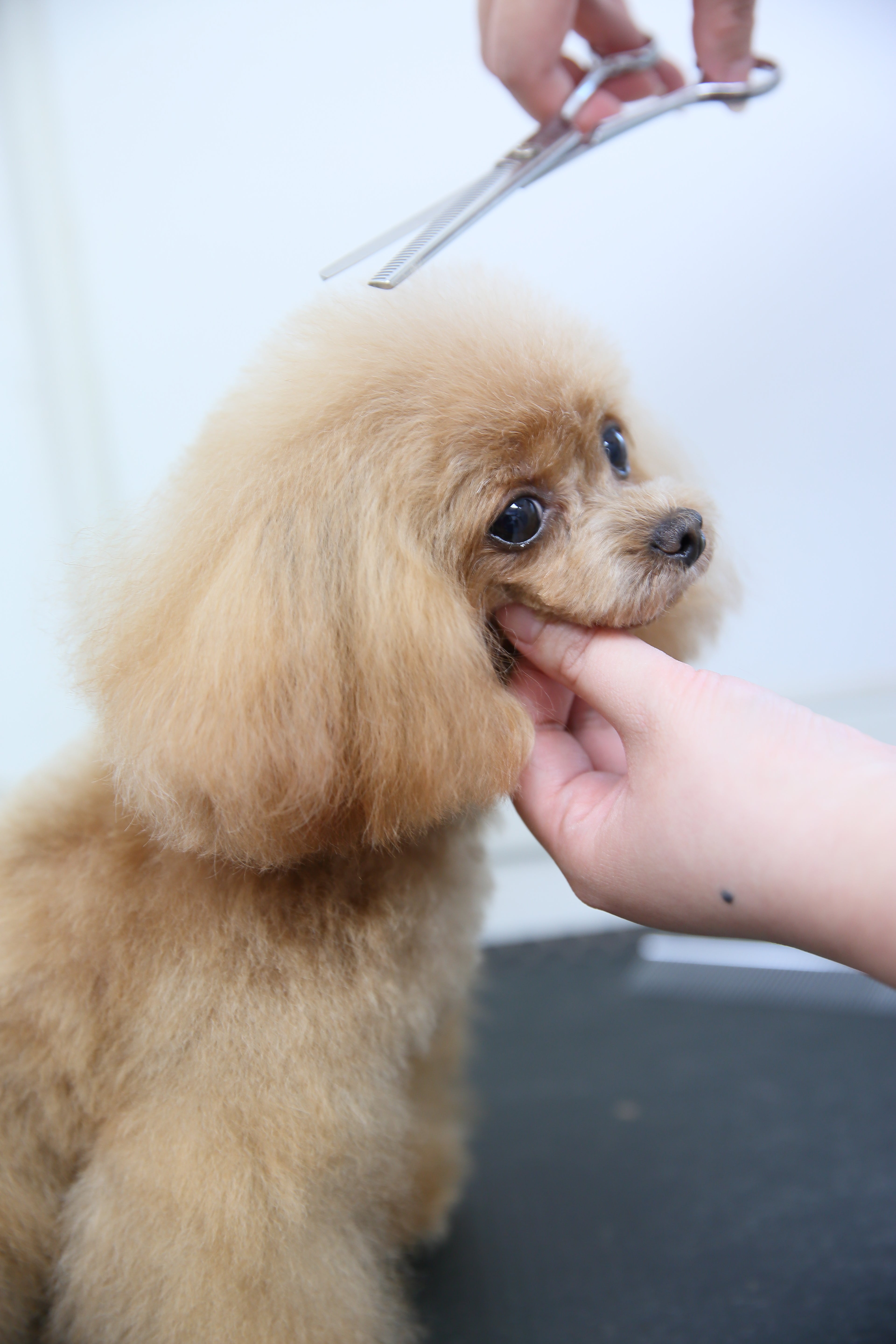 パピリーヒルズについて – パピリーヒルズ オンラインショップ